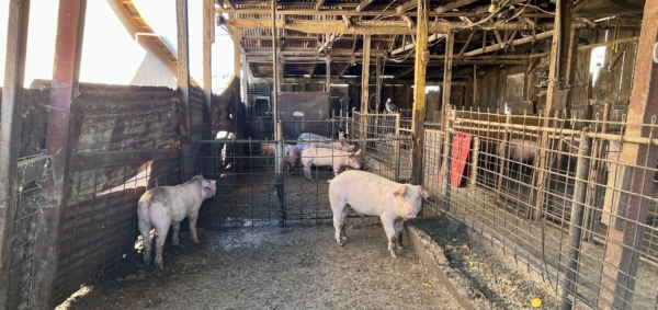 Pigs at the farm that benefit from food waste redirected from ACCFB